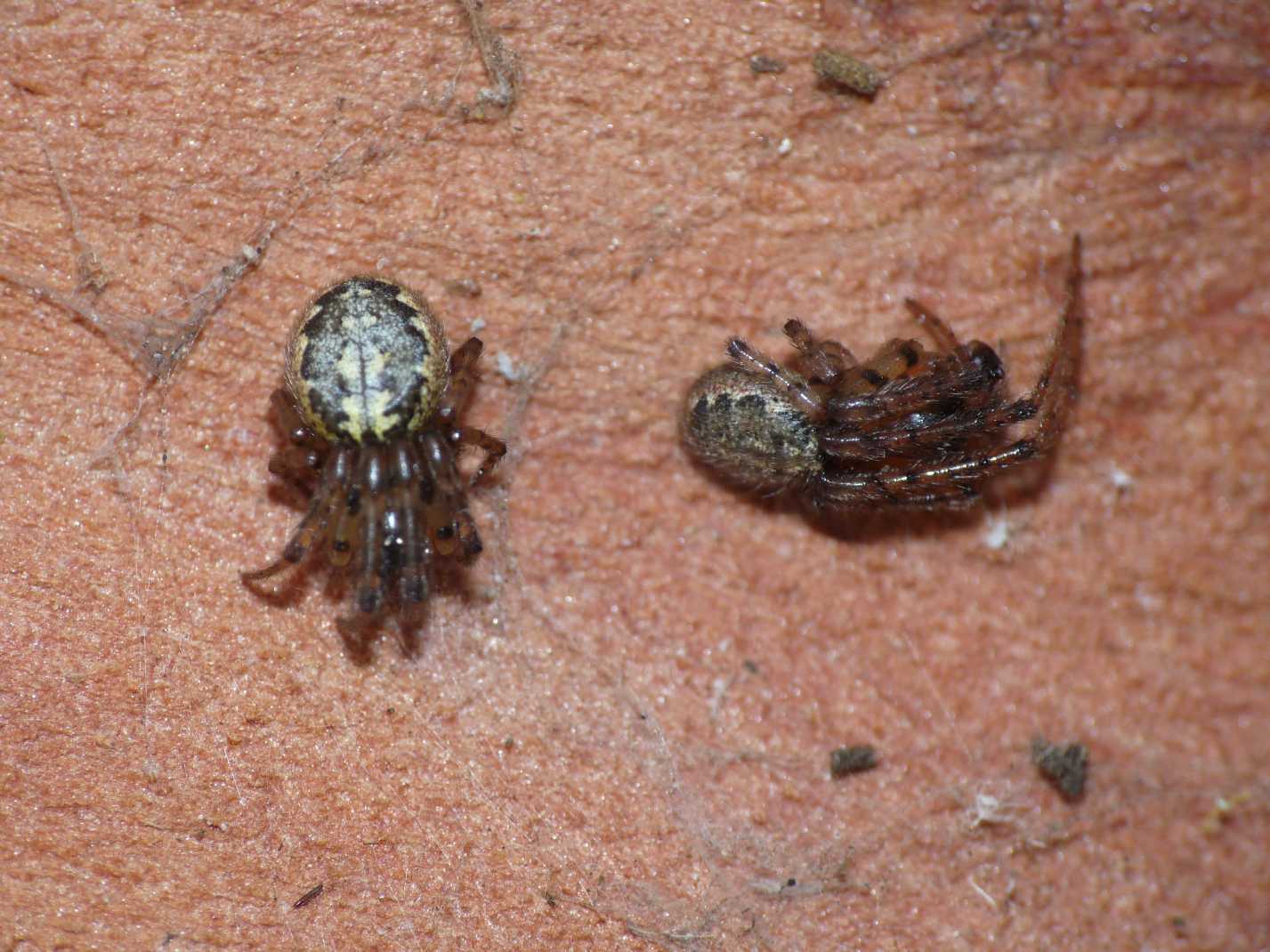 Araneidae degli eucalipti